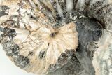 Rare, Scaphites Heteromorph Ammonite - Kansas #197369-4